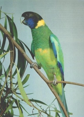 אייט פארוט.JPG