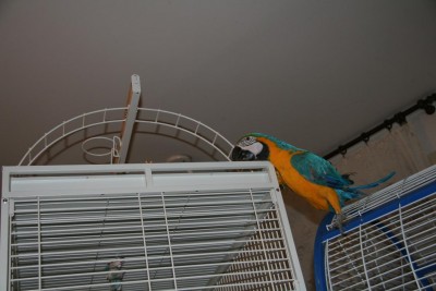 סקרנית לראות מקרוב