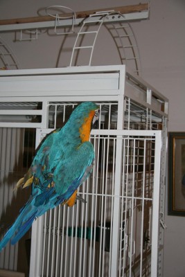 גם את הדלת, האם הצירים בסדר?