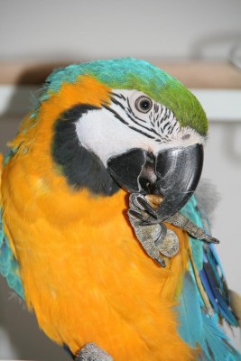 פורטרט המלכה אוכלת אגוז