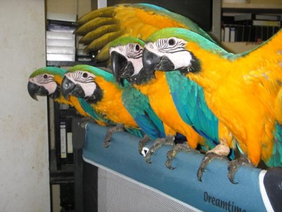 raising_macaw_babies.jpg