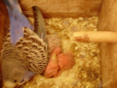 הנקבה הראשונה