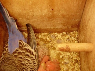 הנקבה הראשונה