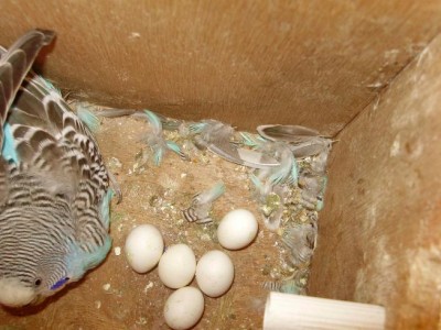 הנקבה השנייה