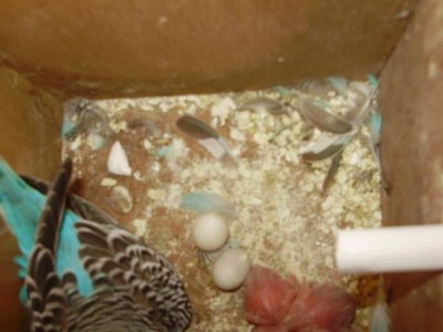 הנקבה השנייה