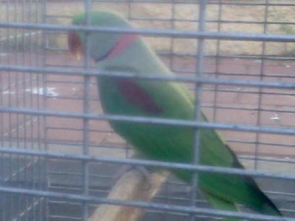 ועכשיו תמונה של התוכונים