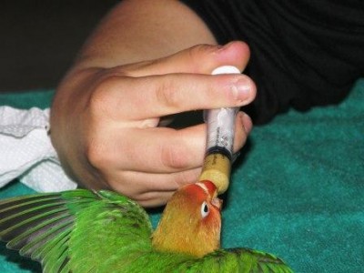 האכלה ראשונה שלי!!