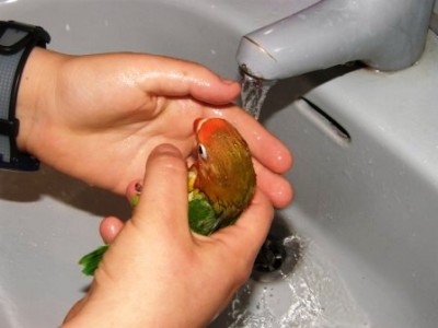 רחצה ראשונה אחרי האוכל