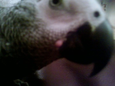 רואים מין עיגול ורוד ליד המקור תודה לעוזרים