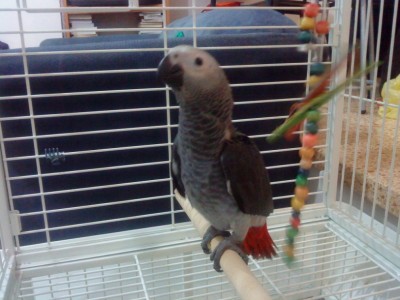 בודק את השטח