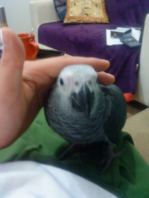 הוא מת על ליטופים