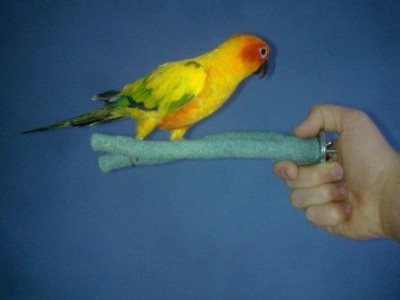 החתיך שלי אחרי שהוא היתרגל קצת למקל החדש (תראו איזה תוכי מדהים!!!)