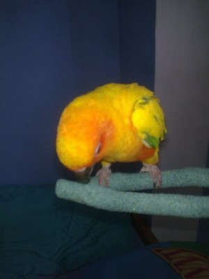 קוני "טועם" את המקל