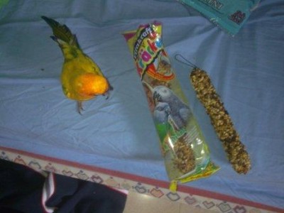 מקל דבש חדש וקוני המתוק