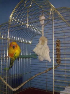 קוני בכלוב על מקל שיוף ומקל דבש