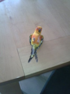 תמונה מפעם אבל שווה לעלות אותה כי הוא פשוט חתיך שובב