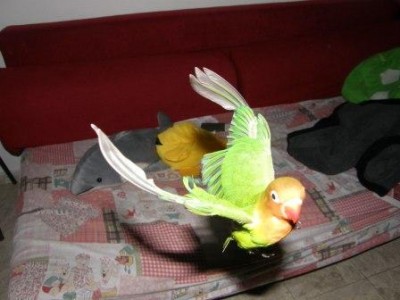 ניסיון לעוף לאחר קיטום נוצות