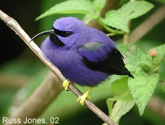 98191purplehoneycreeper.jpg
