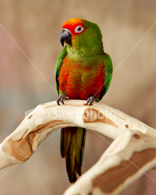 istockphoto_2524278_gold_capped_conure.jpg