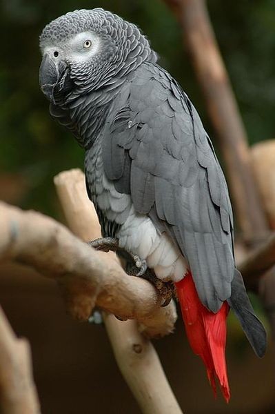 399px-Buberel_Gray_parrot.jpg