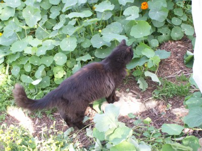 לילה החתולה