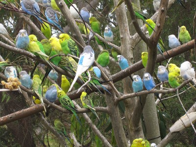 budgies.jpg