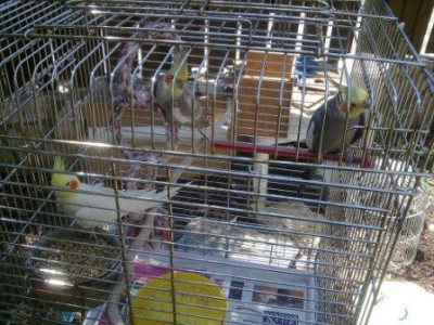 איזה חמודים. שמות: קוקו, שוקו ג'וניור,קילו