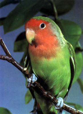 lovebird1.jpg