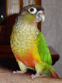 conure 1.jpg