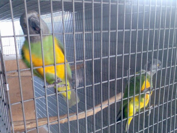 זוג סנגלים מדהימים