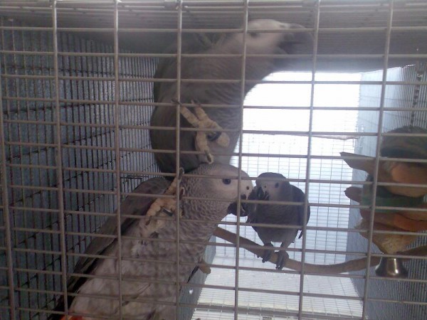 2 זוגות ג'אקויים שחיים מגיל שבוע ביחד