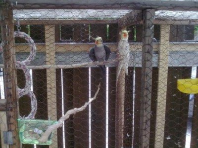 קוקו האפור וקיקי הלוטינו