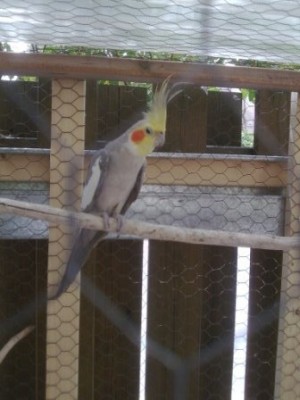 שוקו ג'וניור, הוא נראה סטלן בתמונה כי תפסתי אותו ממצמץ