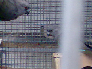 עוד תמונה של המאייריס