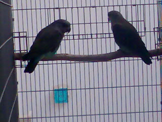 עוד של המאייריס