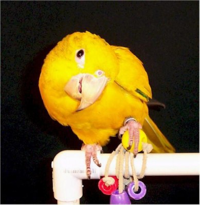 golden_conure_01.jpg
