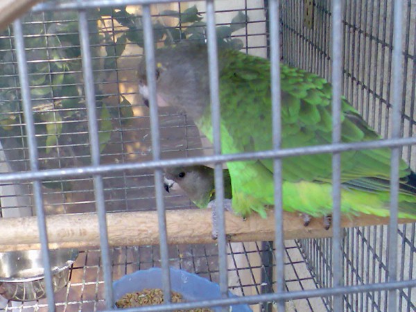 עוד אחת שלהם