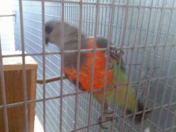 רופלים אני לא טועה נכון?