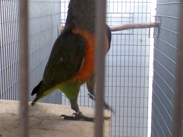 עוד תמונה שלו אבל ברח לי חח