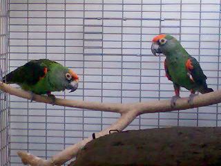 הג'ארדינים הכי יפים ראיתי