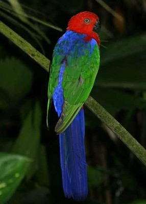 פארוט אמבואינה.JPG