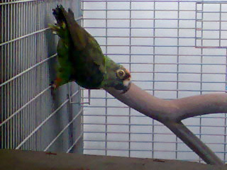 זוג אחר של ג'ארדינים שלו רק הזכר כי הנקבה בתא הטלה