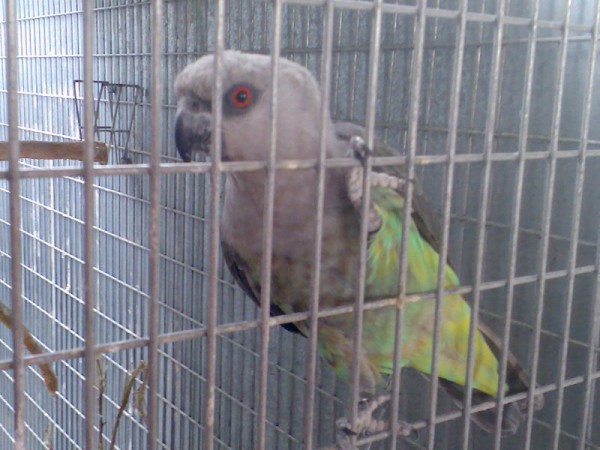 מישהו יודע תסוג של זה?