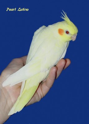 Pearl Lutino 183.jpg