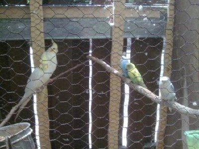 התוכונים עם הנקבה החדשה שקרובה יותר לרשת