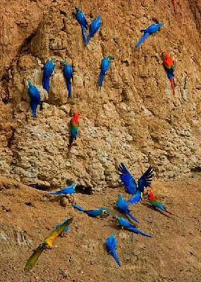macaw-lick-tambopata-tim-ryan-1.jpg