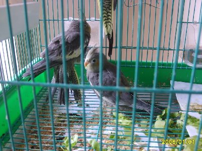 הגוזלים של הקוקטיילים שלי