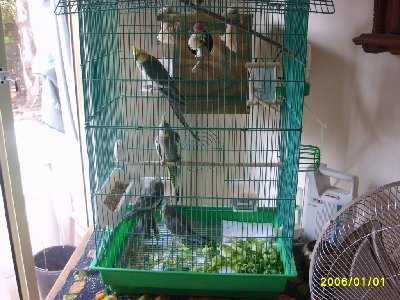 ההורים והגוזלים