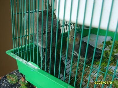 גוזל שניראה לי שיש בעיה בזנב שלו ..הוא עקום כל הזמן