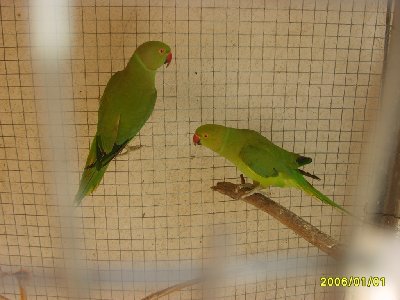 זוג דררות שקניתי בכפר קאסם אחרי שראיתי שמתעללים בהם שם , הם ניראים לי קטנים עדיין אבל